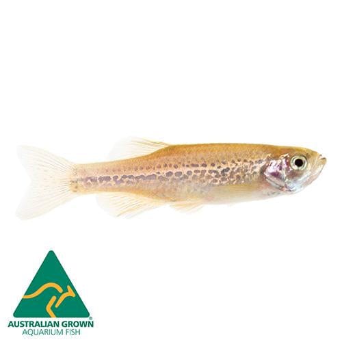 the-fish-farm Danio Leopard Danio 3.5cm Leopard Danio 3.5cm - The Fish Farm