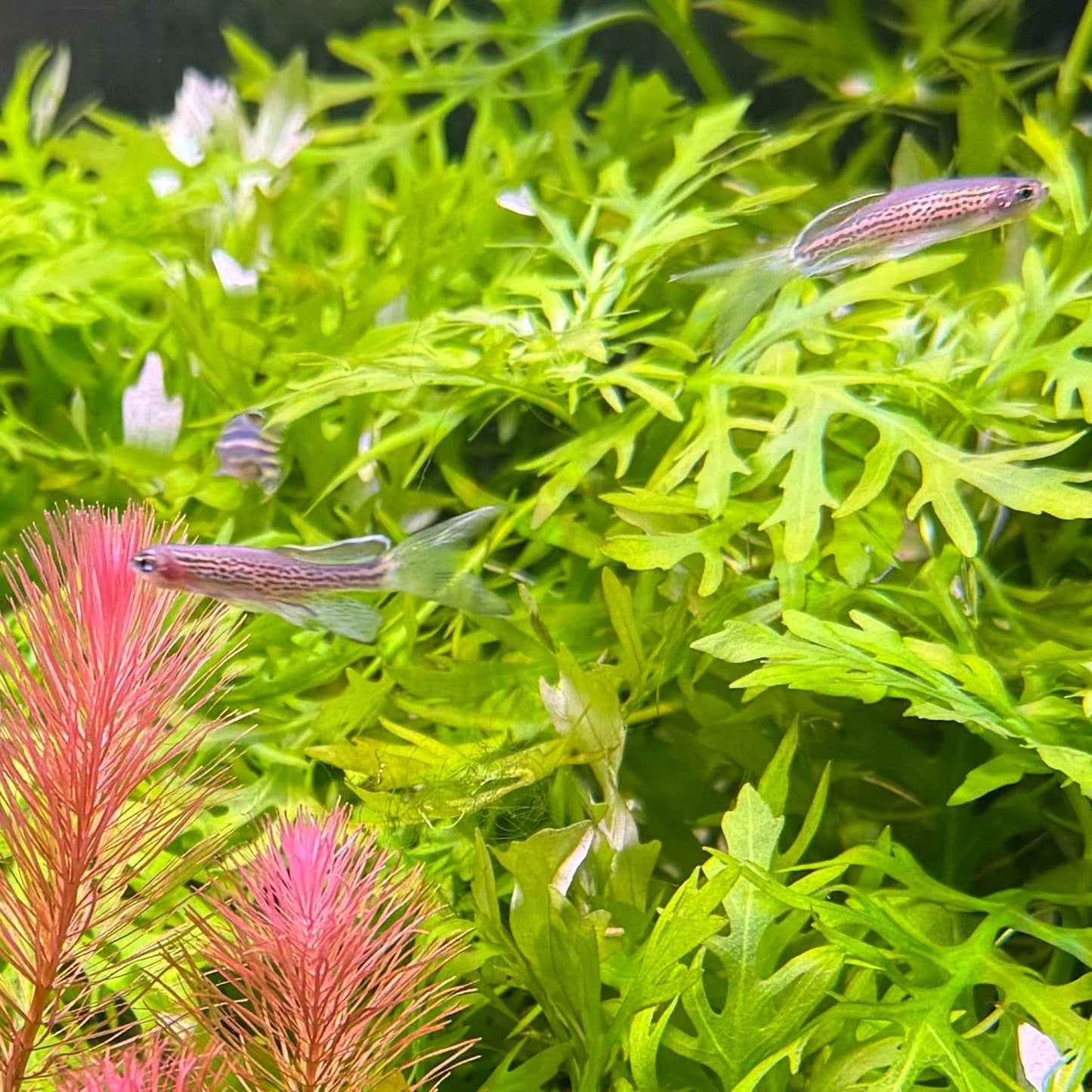 the-fish-farm Danio Long-Fin Leopard Danio 3.5cm Long Finned Leopard Danio 3.5cm - The Fish Farm Australia