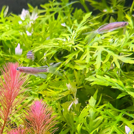 the-fish-farm Danio Long-Fin Leopard Danio 3.5cm Long Finned Leopard Danio 3.5cm - The Fish Farm Australia
