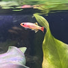 the-fish-farm Danio, Minnow, Medakas Gold White Cloud Mountain Minnow (2-3cm) Gold White Cloud - The Fish Farm