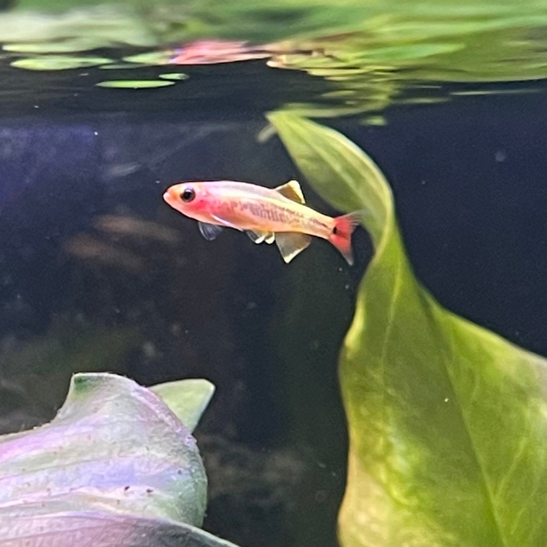 Gold White Cloud - The Fish Farm