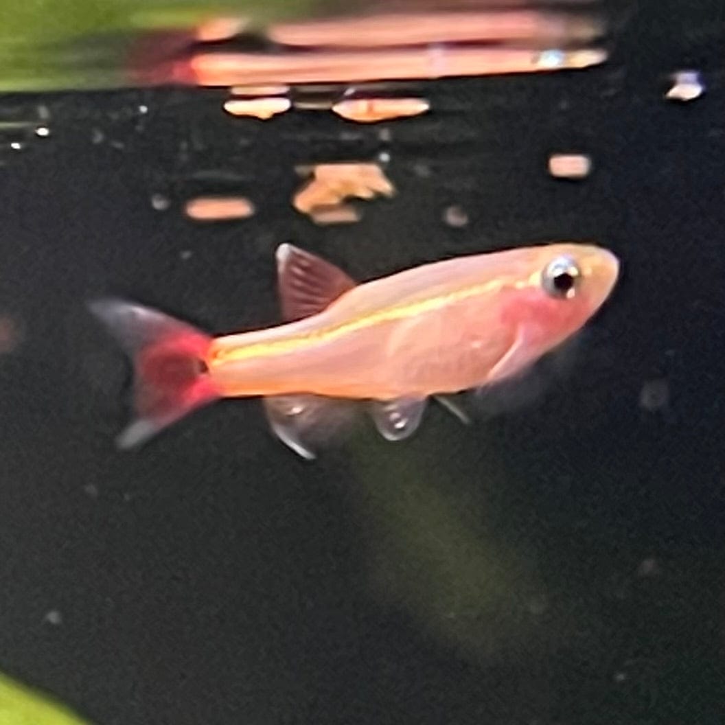 the-fish-farm Danio, Minnow, Medakas Gold White Cloud Mountain Minnow (2-3cm) Gold White Cloud - The Fish Farm