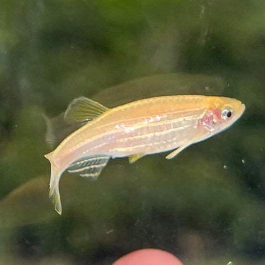 the-fish-farm Danio, Minnow, Medakas Gold Zebra Danio Buy Gold Zebra Danio online from The Fish Farm Australia