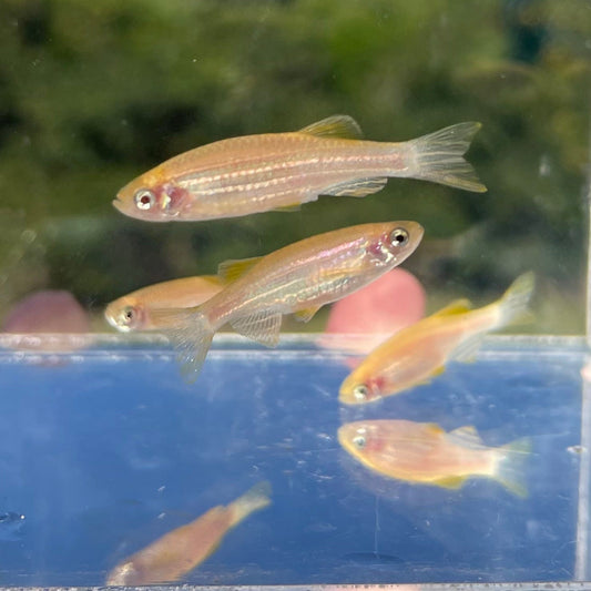 the-fish-farm Danio, Minnow, Medakas Gold Zebra Danio Buy Gold Zebra Danio online from The Fish Farm Australia