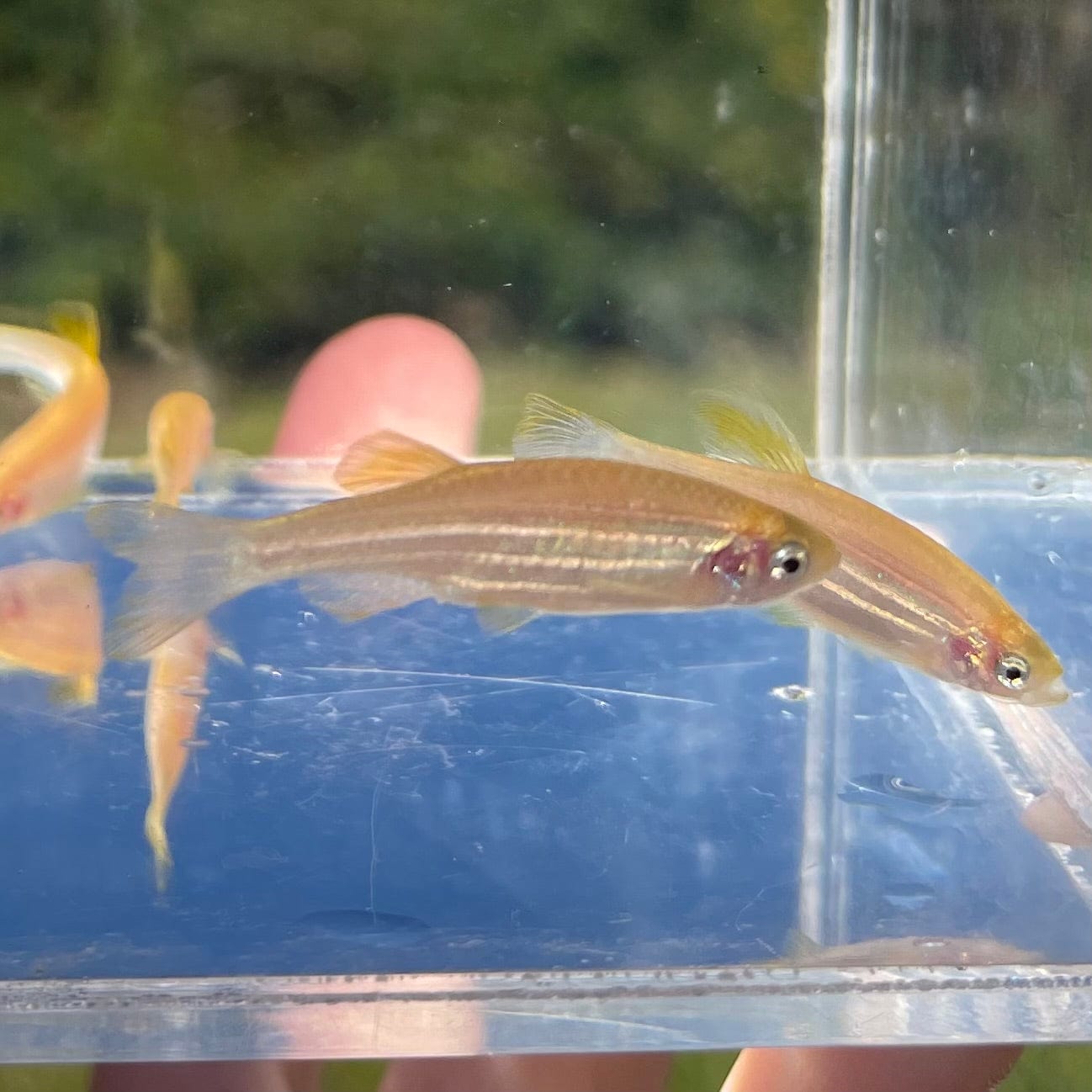 the-fish-farm Danio, Minnow, Medakas Gold Zebra Danio Buy Gold Zebra Danio online from The Fish Farm Australia