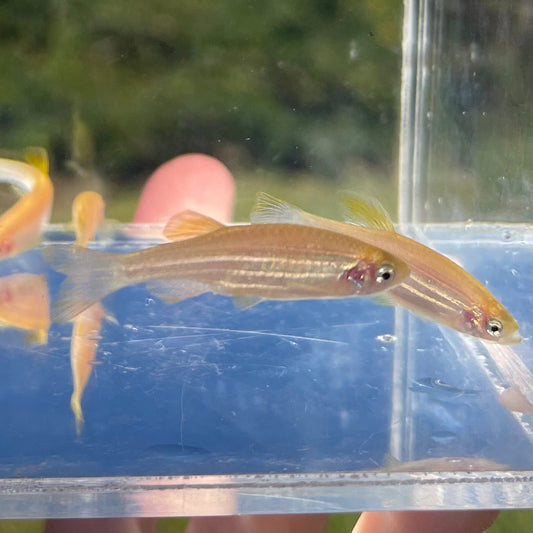 the-fish-farm Danio, Minnow, Medakas Gold Zebra Danio Buy Gold Zebra Danio online from The Fish Farm Australia