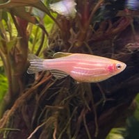 the-fish-farm Danio, Minnow, Medakas Gold Zebra Danio Buy Gold Zebra Danio online from The Fish Farm Australia