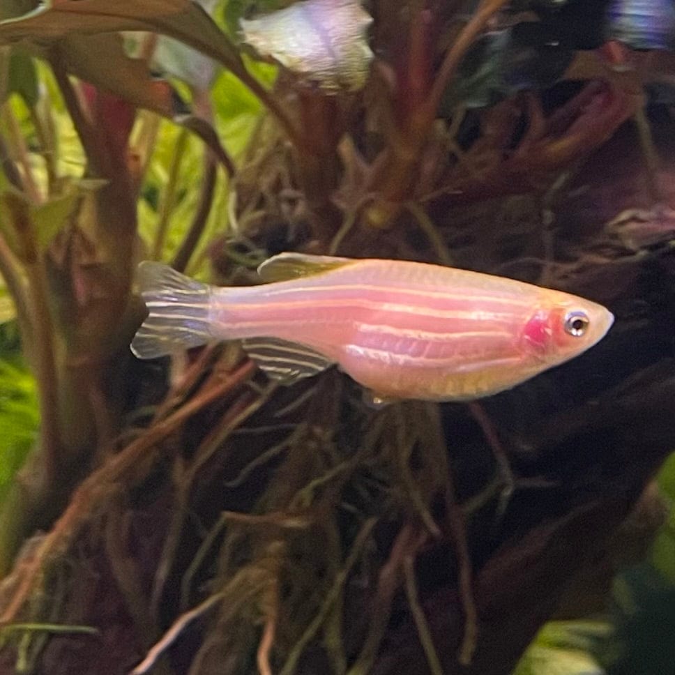 the-fish-farm Danio, Minnow, Medakas Gold Zebra Danio Buy Gold Zebra Danio online from The Fish Farm Australia