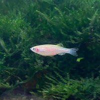 the-fish-farm Danio, Minnow, Medakas Gold Zebra Danio Buy Gold Zebra Danio online from The Fish Farm Australia