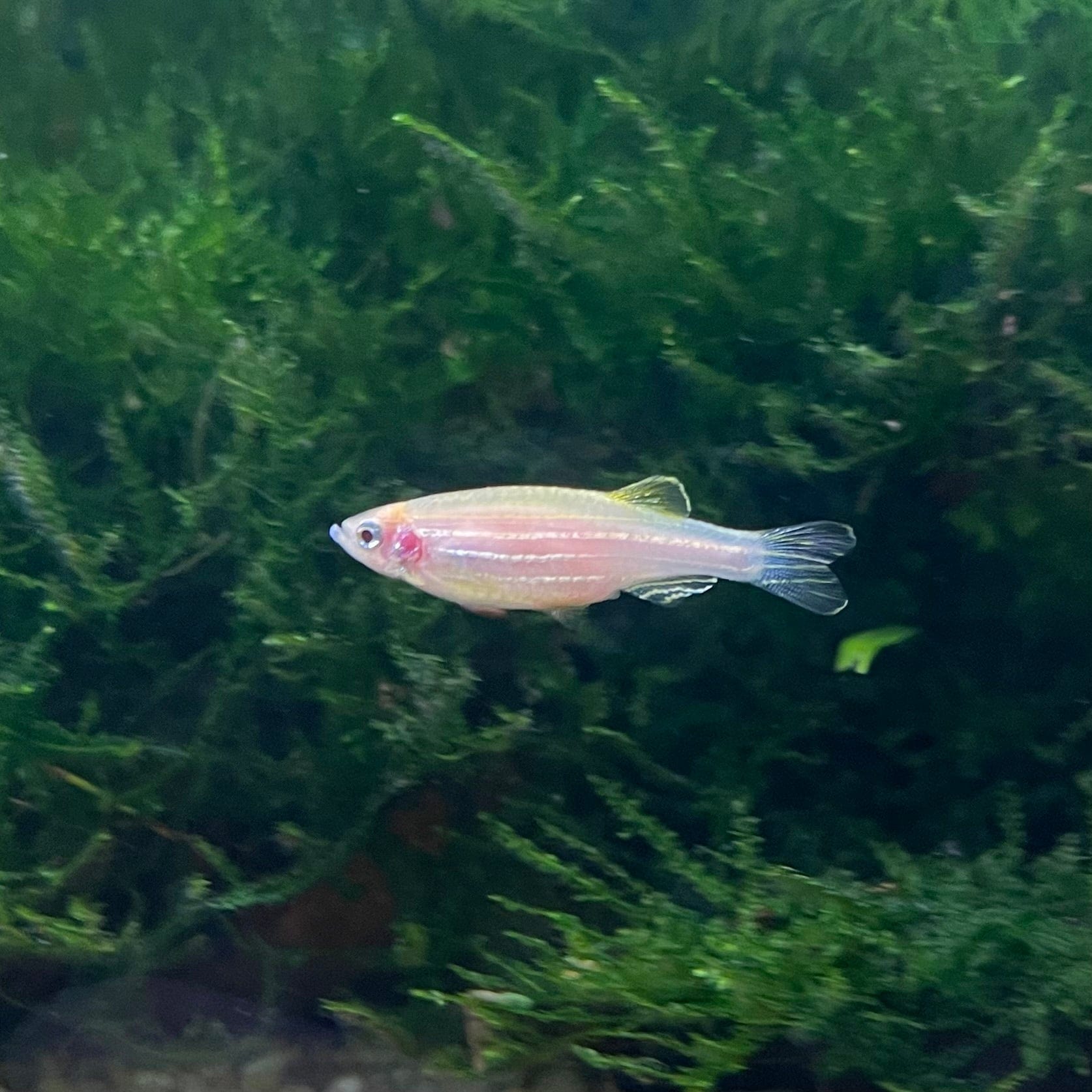 the-fish-farm Danio, Minnow, Medakas Gold Zebra Danio Buy Gold Zebra Danio online from The Fish Farm Australia