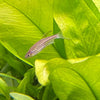 the-fish-farm Danio, Minnow, Medakas Leopard Danio 3.5cm Leopard Danio 3.5cm - The Fish Farm