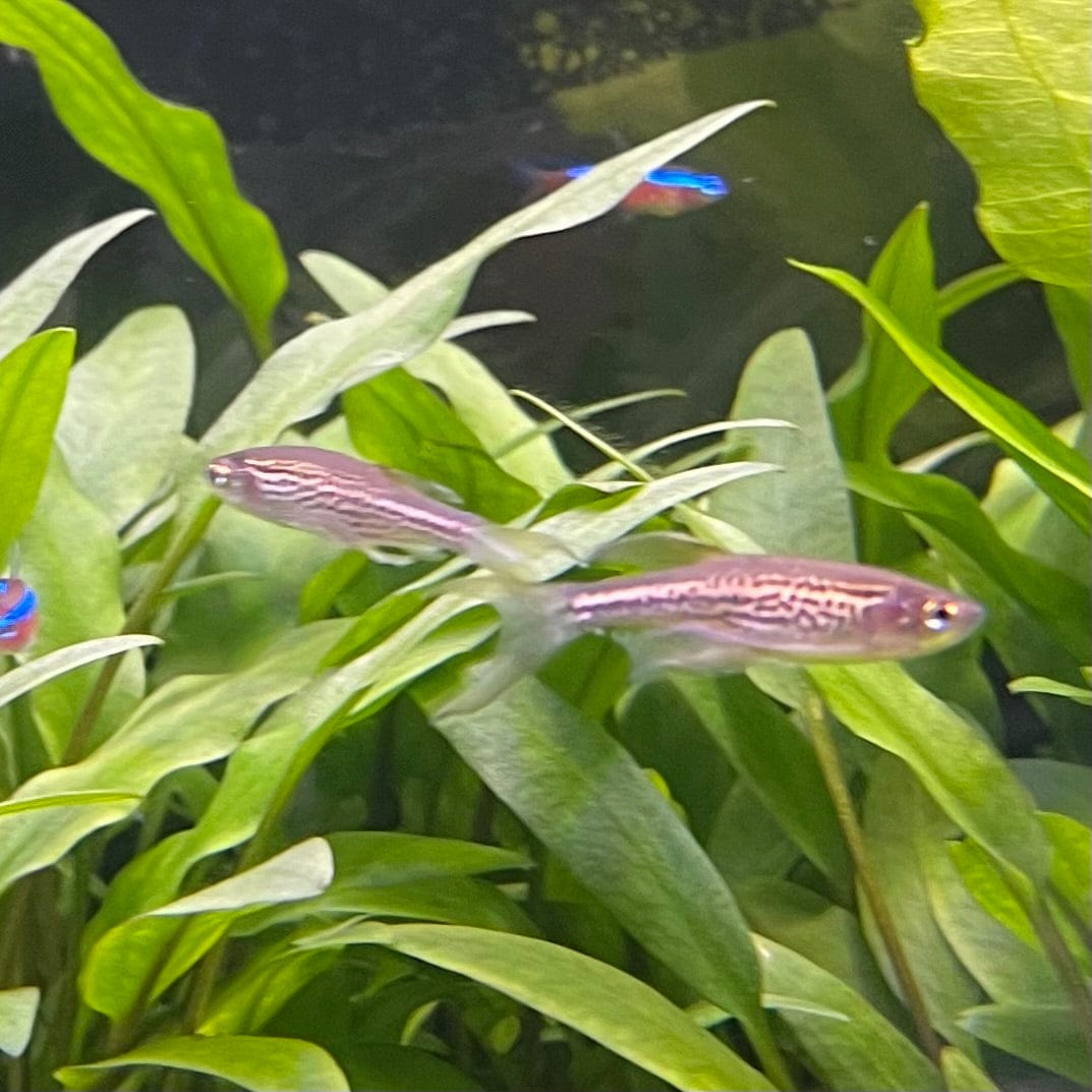 the-fish-farm Danio, Minnow, Medakas Leopard Danio 3.5cm Leopard Danio 3.5cm - The Fish Farm