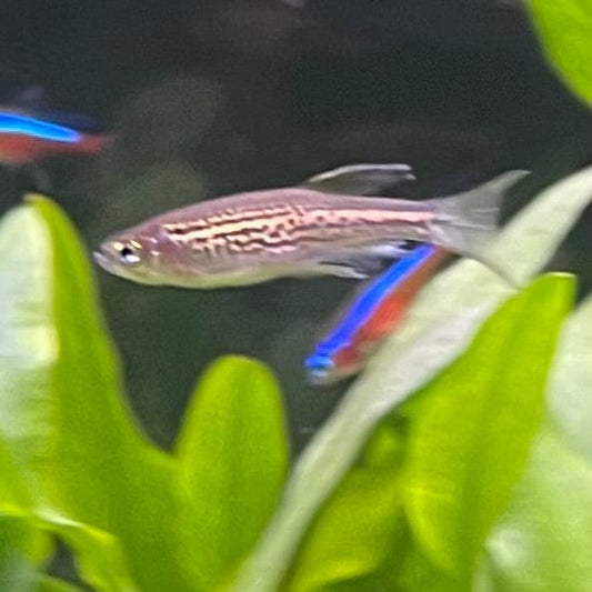 the-fish-farm Danio, Minnow, Medakas Leopard Danio 3.5cm Leopard Danio 3.5cm - The Fish Farm