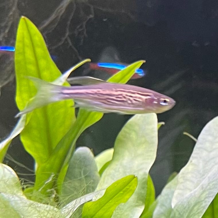 the-fish-farm Danio, Minnow, Medakas Leopard Danio 3.5cm Leopard Danio 3.5cm - The Fish Farm