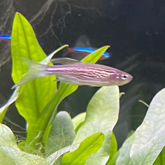 the-fish-farm Danio, Minnow, Medakas Leopard Danio 3.5cm Leopard Danio 3.5cm - The Fish Farm