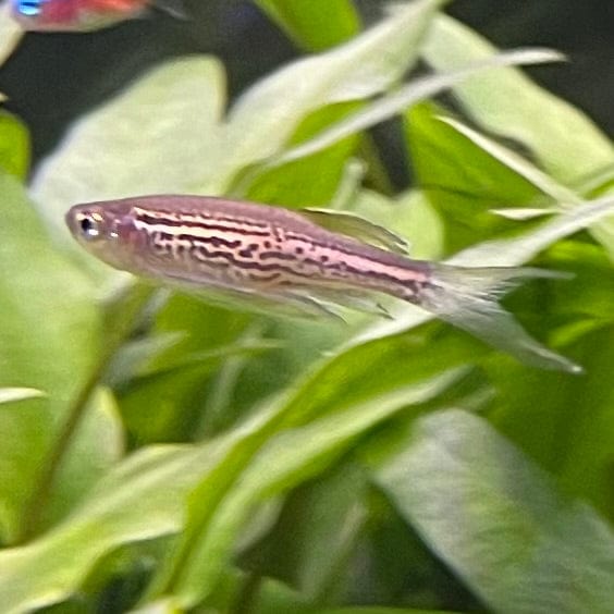the-fish-farm Danio, Minnow, Medakas Leopard Danio 3.5cm Leopard Danio 3.5cm - The Fish Farm