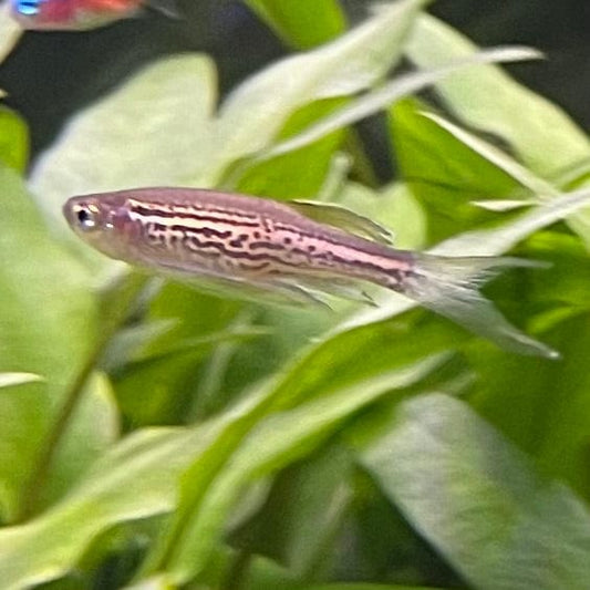 the-fish-farm Danio, Minnow, Medakas Leopard Danio 3.5cm Leopard Danio 3.5cm - The Fish Farm
