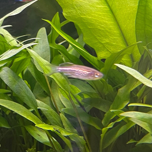 the-fish-farm Danio, Minnow, Medakas Leopard Danio 3.5cm Leopard Danio 3.5cm - The Fish Farm