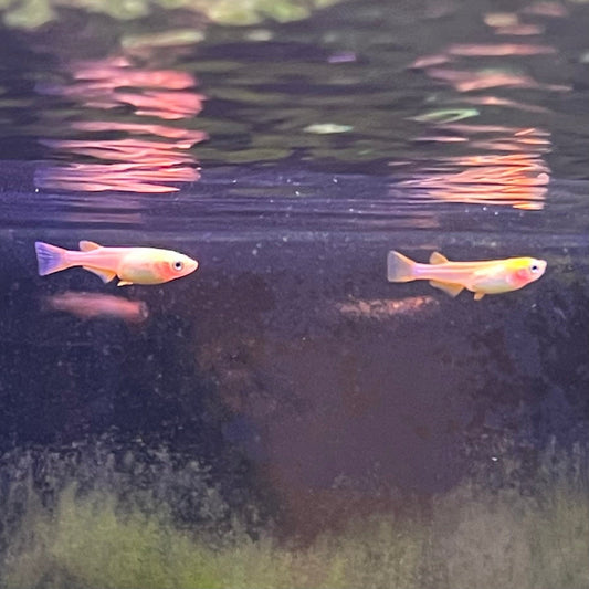 the-fish-farm Danio, Minnow, Medakas Medakas Golden 3cm Medakas Golden 3cm - The Fish Farm