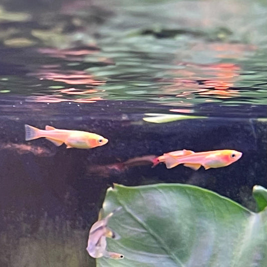 the-fish-farm Danio, Minnow, Medakas Medakas Golden 3cm Medakas Golden 3cm - The Fish Farm