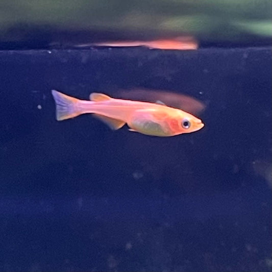 the-fish-farm Danio, Minnow, Medakas Medakas Golden 3cm Medakas Golden 3cm - The Fish Farm