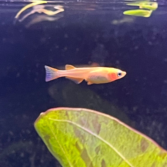 the-fish-farm Danio, Minnow, Medakas Medakas Golden 3cm Medakas Golden 3cm - The Fish Farm