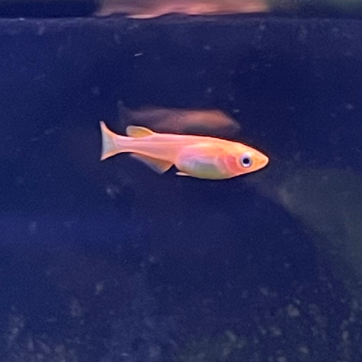 the-fish-farm Danio, Minnow, Medakas Medakas Golden 3cm Medakas Golden 3cm - The Fish Farm