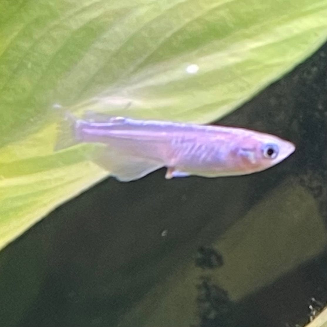 the-fish-farm Danio, Minnow, Medakas Medakas Platinum 3cm Medakas Platinum 3cm- The Fish Farm