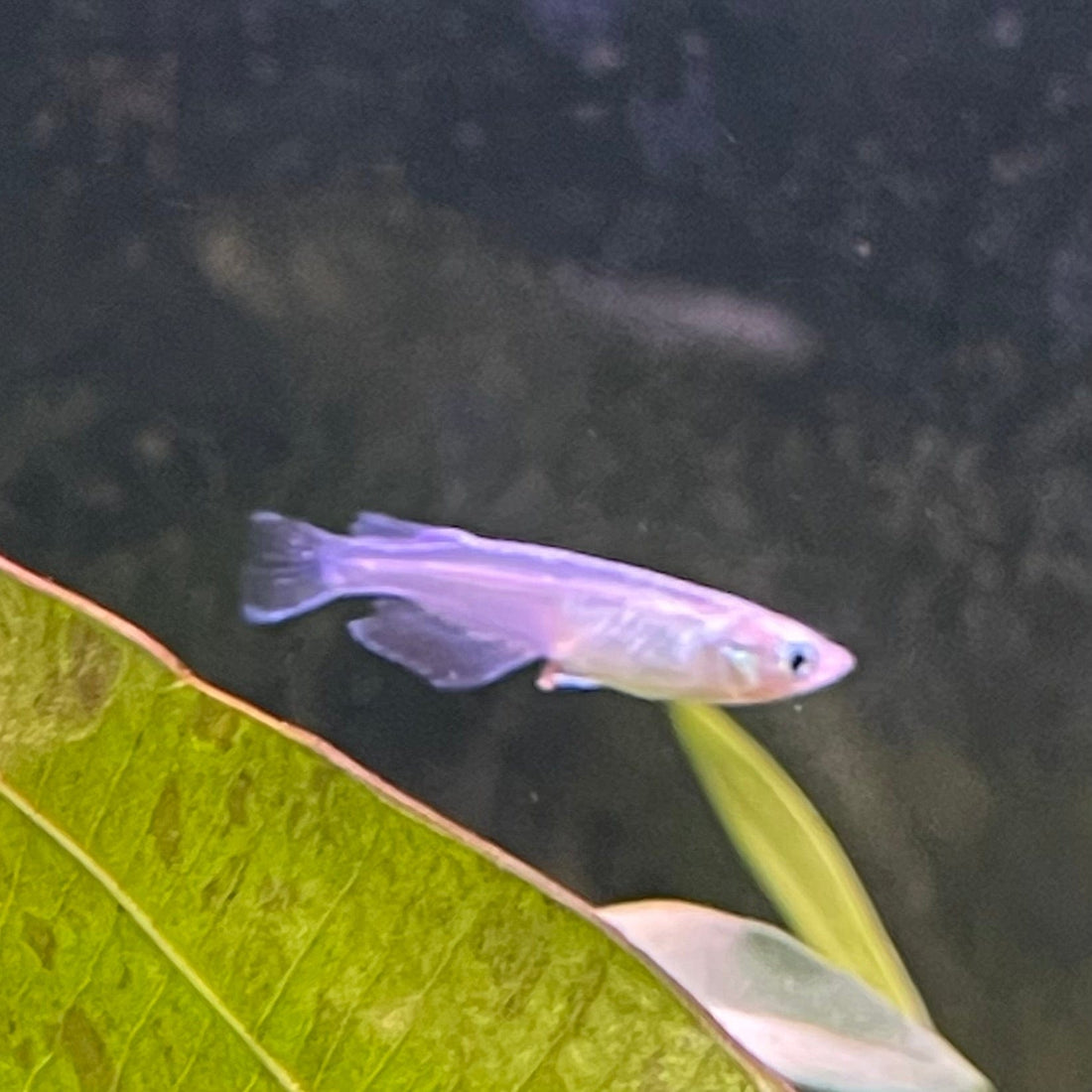 Medakas Platinum 3cm- The Fish Farm