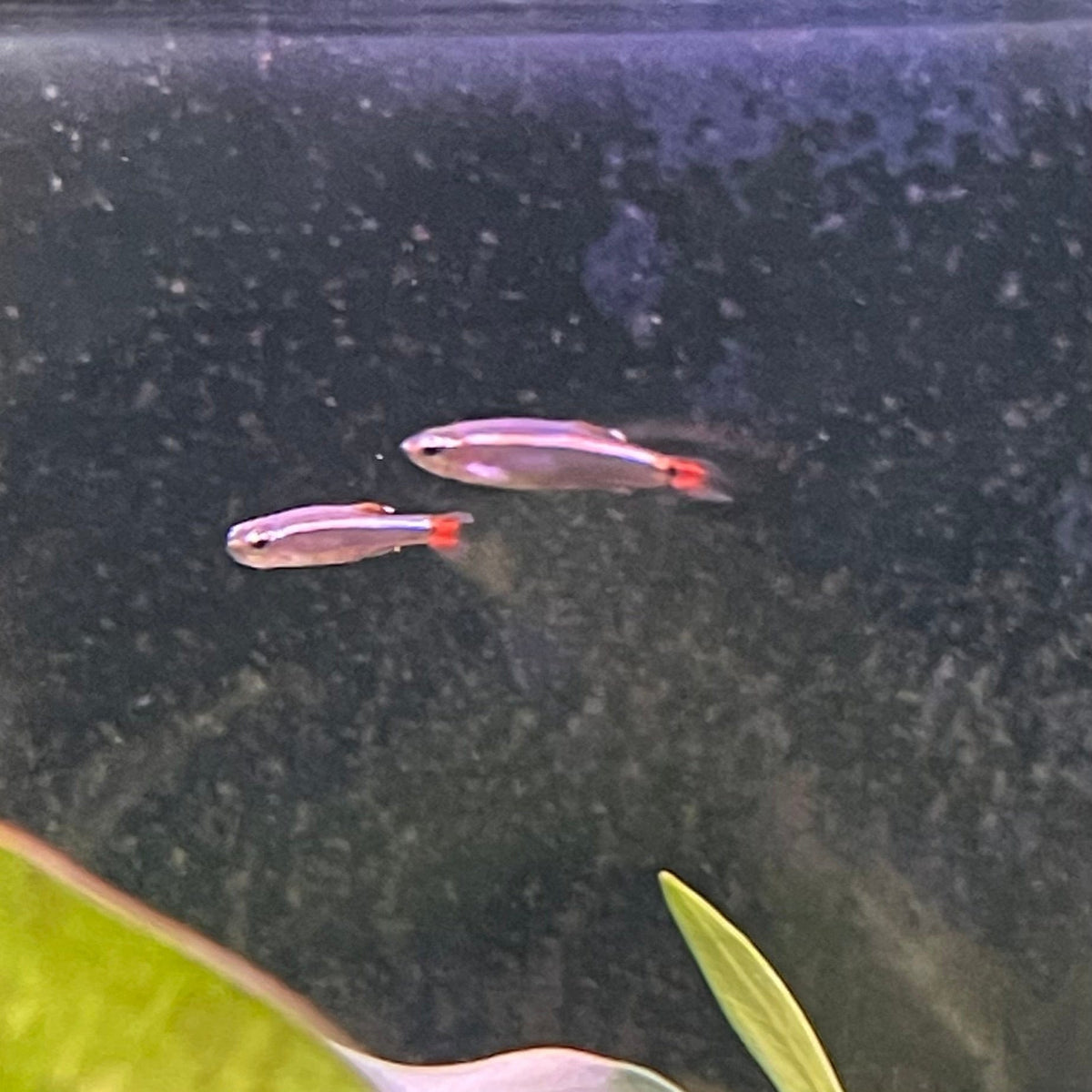 Fish Culod White Cloud Mountain Minnow - The Fish Farm