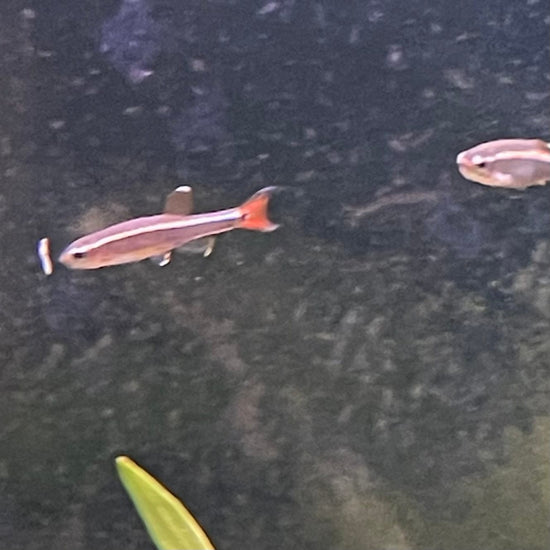 Fish Culod White Cloud Mountain Minnow - The Fish Farm