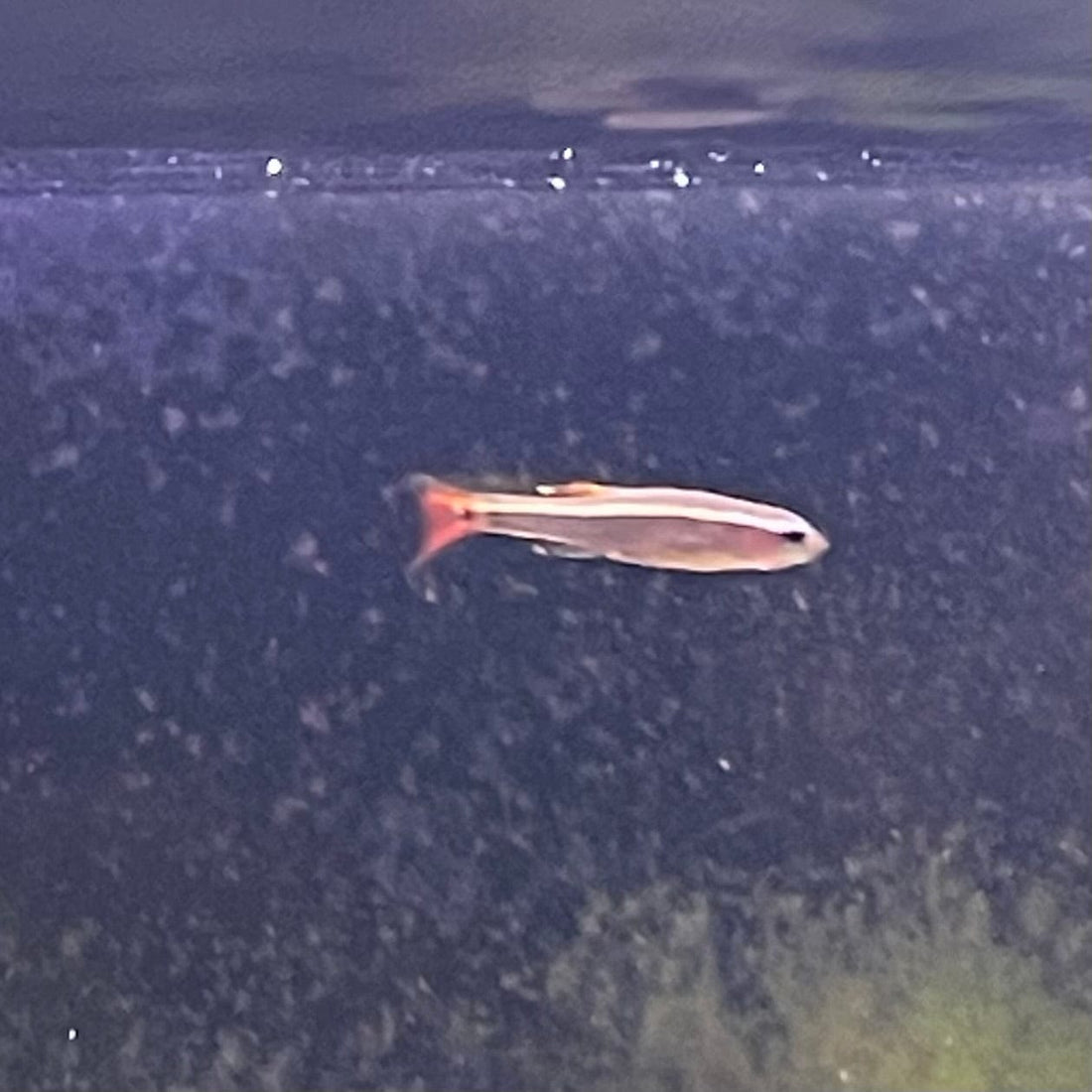 Fish Culod White Cloud Mountain Minnow - The Fish Farm
