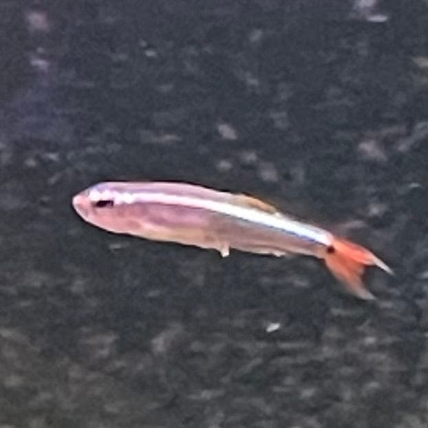 the-fish-farm Danio, Minnow, Medakas White Cloud Mountain Minnow (2-3cm) White Cloud Mountain Minnow - The Fish Farm