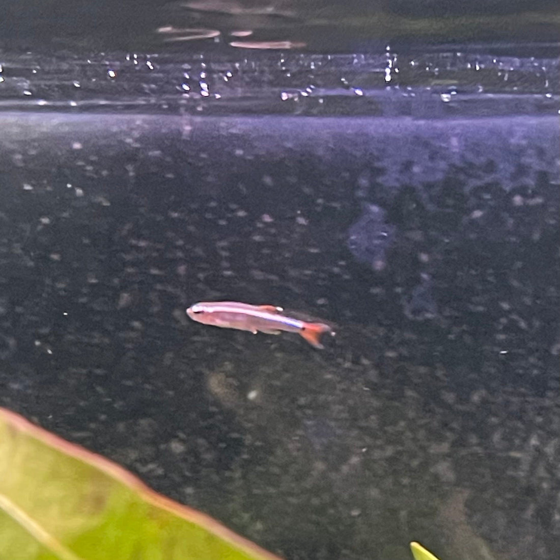 Fish Culod White Cloud Mountain Minnow - The Fish Farm