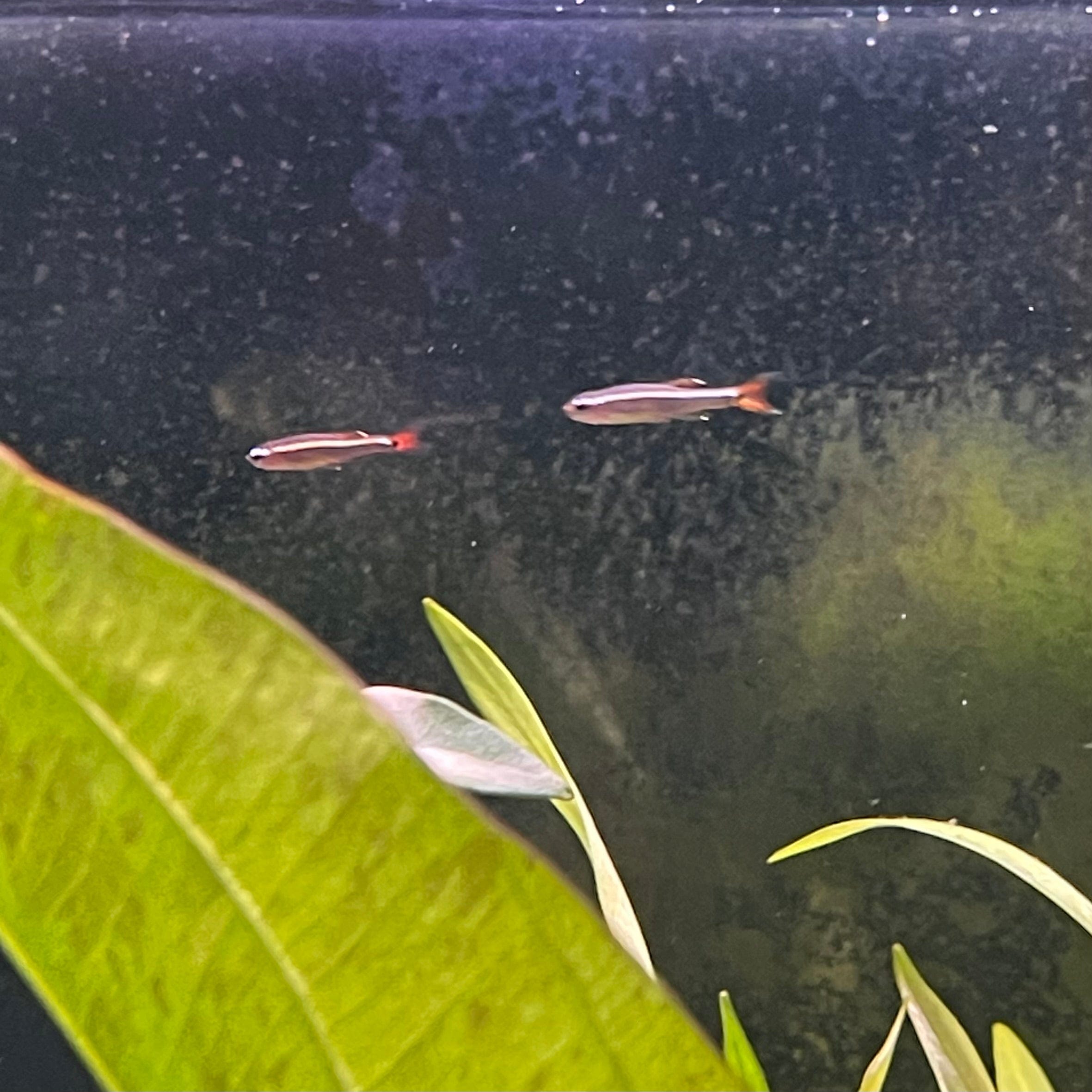 the-fish-farm Danio, Minnow, Medakas White Cloud Mountain Minnow (2-3cm) White Cloud Mountain Minnow - The Fish Farm