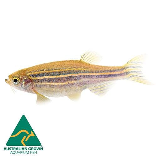 the-fish-farm Danio Zebra Danio 3.5cm Zebra Danio 3.5cm - The Fish Farm