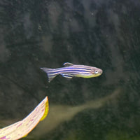 the-fish-farm Danio Zebra Danio 3.5cm Zebra Danio 3.5cm - The Fish Farm