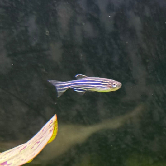 the-fish-farm Danio Zebra Danio 3.5cm Zebra Danio 3.5cm - The Fish Farm