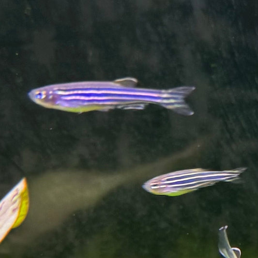 the-fish-farm Danio Zebra Danio 3.5cm Zebra Danio 3.5cm - The Fish Farm
