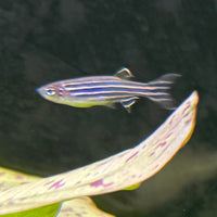 the-fish-farm Danio Zebra Danio 3.5cm Zebra Danio 3.5cm - The Fish Farm