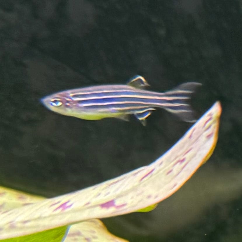 the-fish-farm Danio Zebra Danio 3.5cm Zebra Danio 3.5cm - The Fish Farm