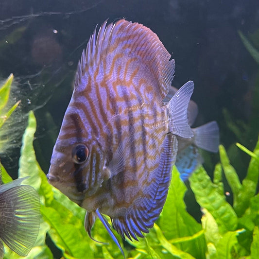 the-fish-farm Discus Blue Turquoise Discus 8-9cm Buy Blue Turquoise Discus Aquarium Fish in Australia