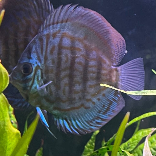 the-fish-farm Discus Blue Turquoise Discus 8-9cm Buy Blue Turquoise Discus Aquarium Fish in Australia