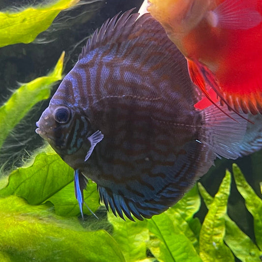 the-fish-farm Discus Blue Turquoise Discus 8-9cm Buy Blue Turquoise Discus Aquarium Fish in Australia