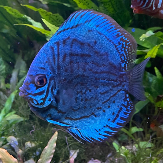 the-fish-farm Discus Blue Turquoise Discus 8-9cm Buy Blue Turquoise Discus Aquarium Fish in Australia