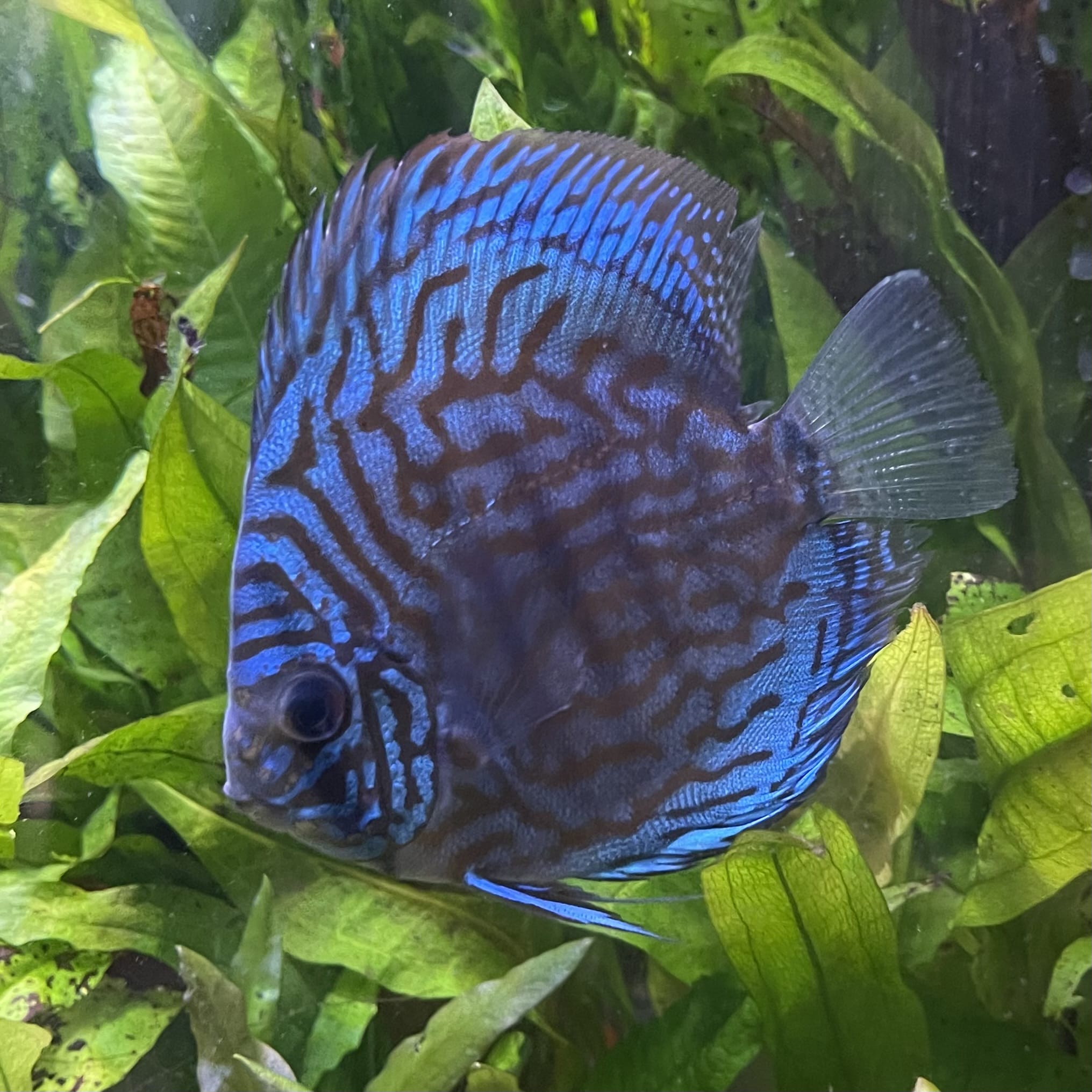 the-fish-farm Discus Blue Turquoise Discus 8-9cm Buy Blue Turquoise Discus Aquarium Fish in Australia