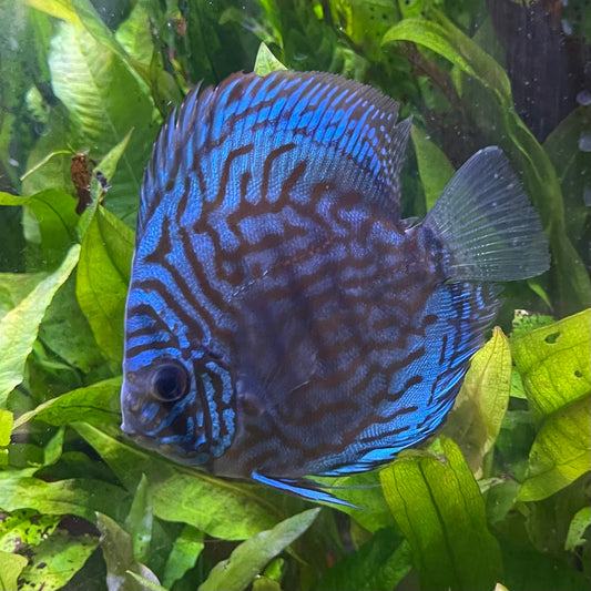 the-fish-farm Discus Blue Turquoise Discus 8-9cm Buy Blue Turquoise Discus Aquarium Fish in Australia