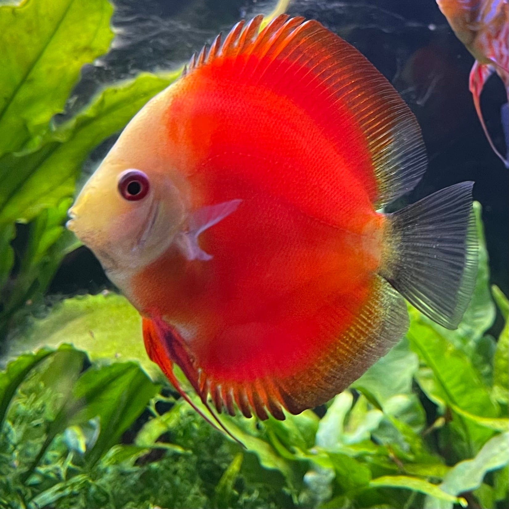 the-fish-farm Discus Red Melon Discus 8-9cm Shop for Red Melon Discus Aquarium Fish in Australia