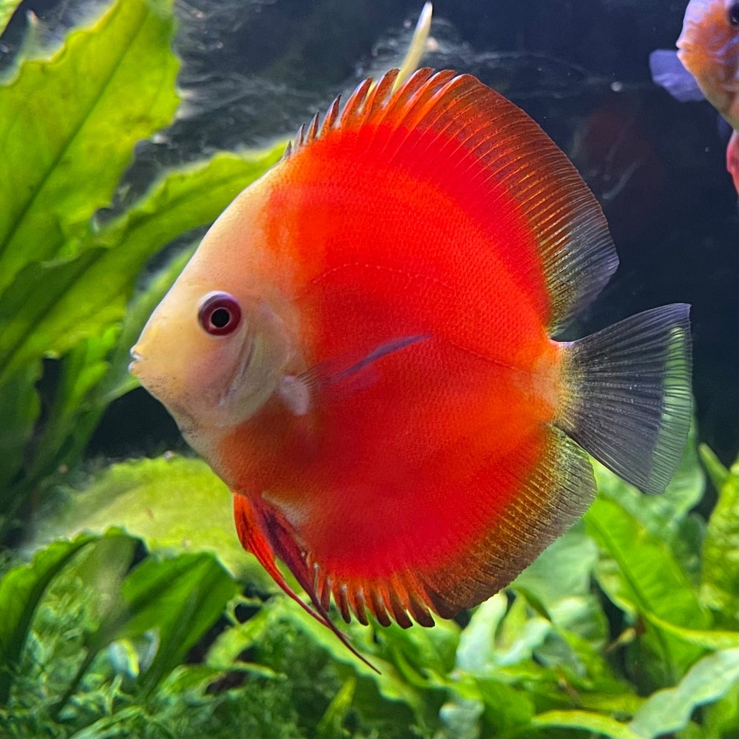 the-fish-farm Discus Red Melon Discus 8-9cm Shop for Red Melon Discus Aquarium Fish in Australia