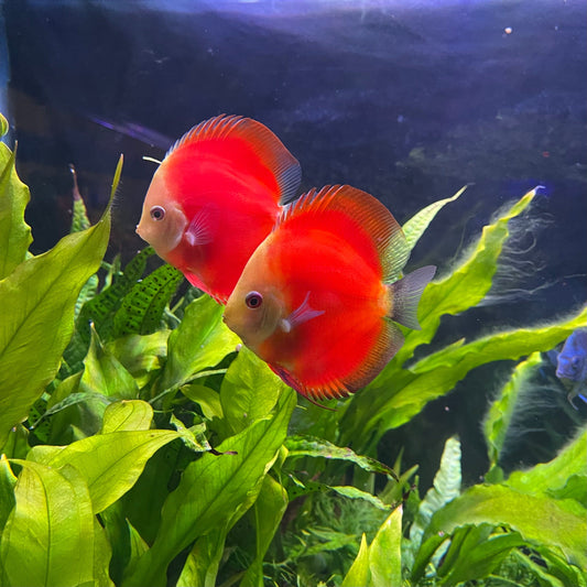 the-fish-farm Discus Red Melon Discus 8-9cm Shop for Red Melon Discus Aquarium Fish in Australia